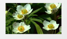 花卉视频,跟随视频探寻花卉之美