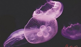 水母视频,水母的神秘世界